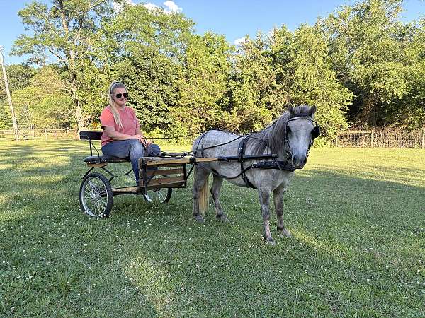 miniature-gelding