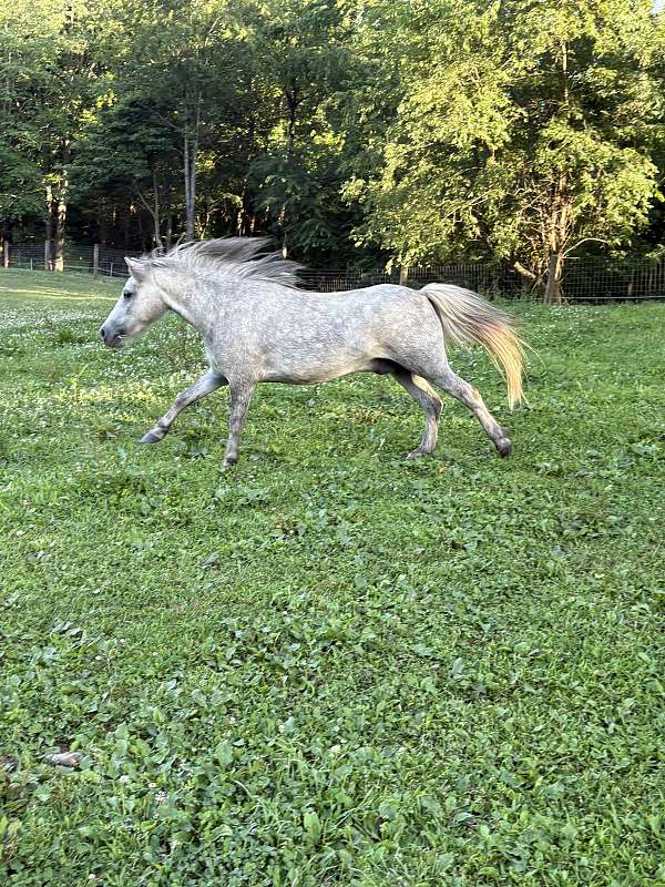 miniature-horse-for-sale