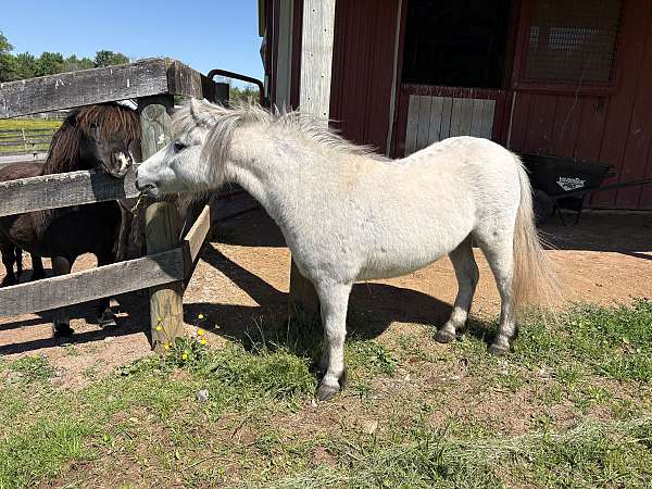 miniature-horse
