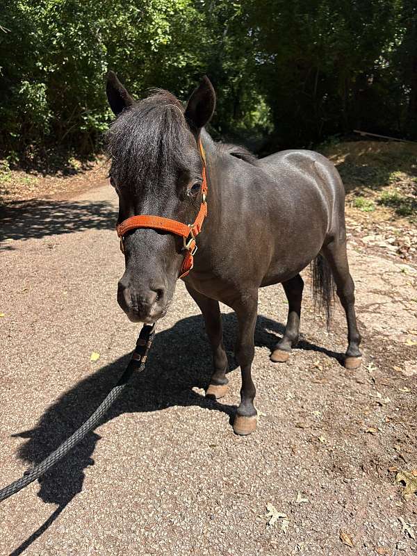 driving-halter-appaloosa-horse