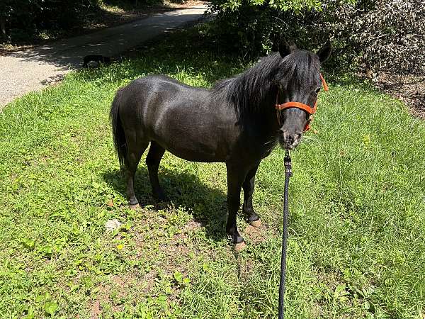 miniature-gelding