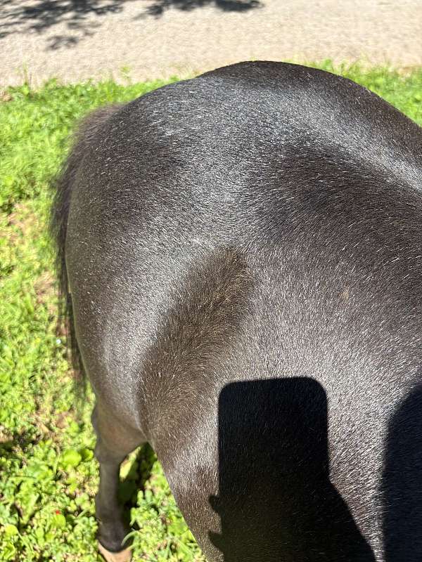 miniature-horse-for-sale