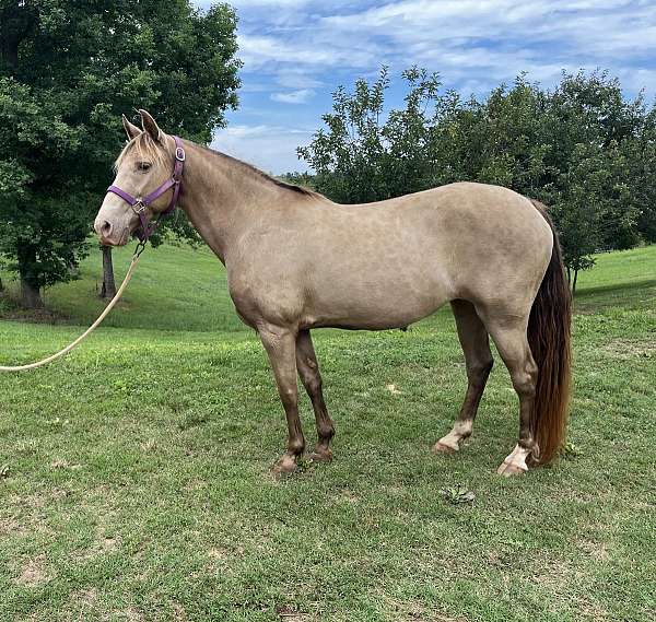 classic-champagne-tennessee-walking-horse