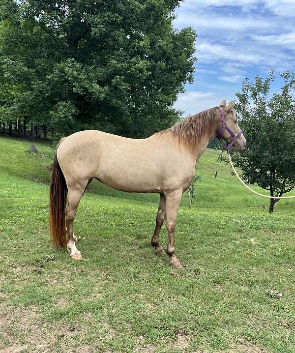 classic-champagne-mare