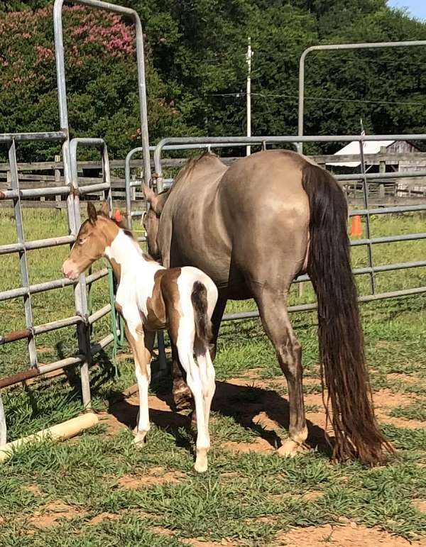 amber-tennessee-walking-horse