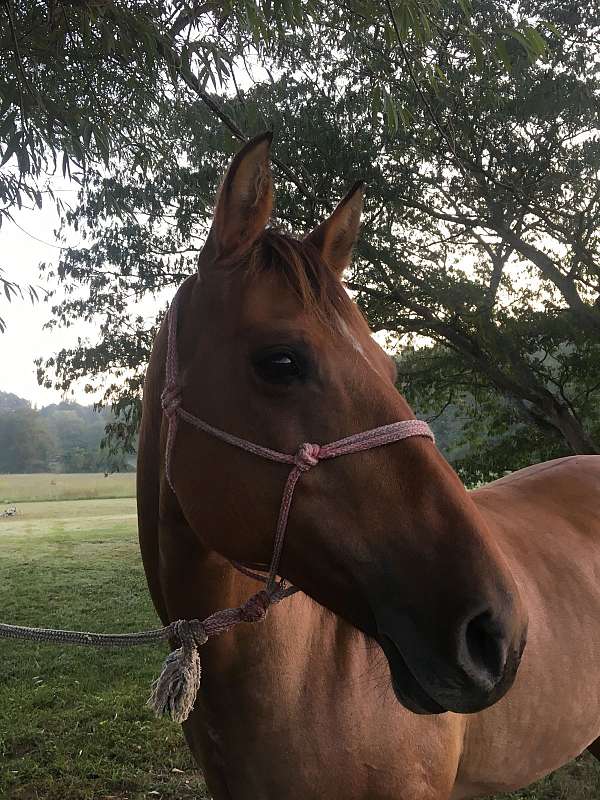 quarter-horse-mare