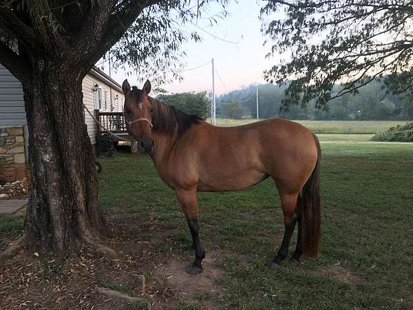 quarter-horse-for-sale