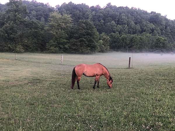 quarter-horse