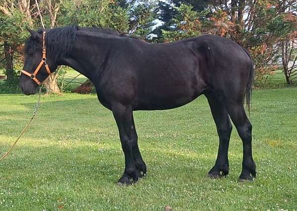 percheron-gelding