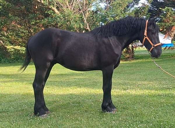 percheron-horse-for-sale