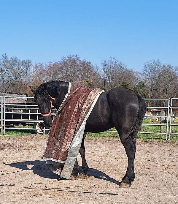 percheron-horse