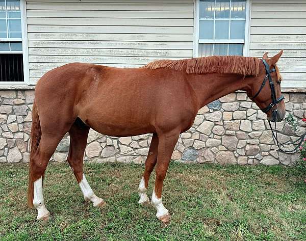 hj-warmblood-horse