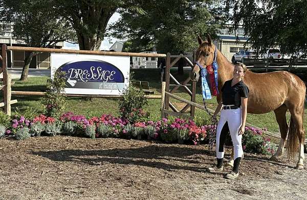 dressage-warmblood-horse