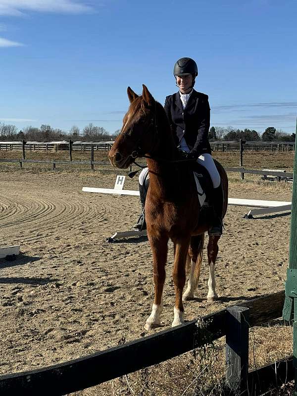 eventing-warmblood-horse