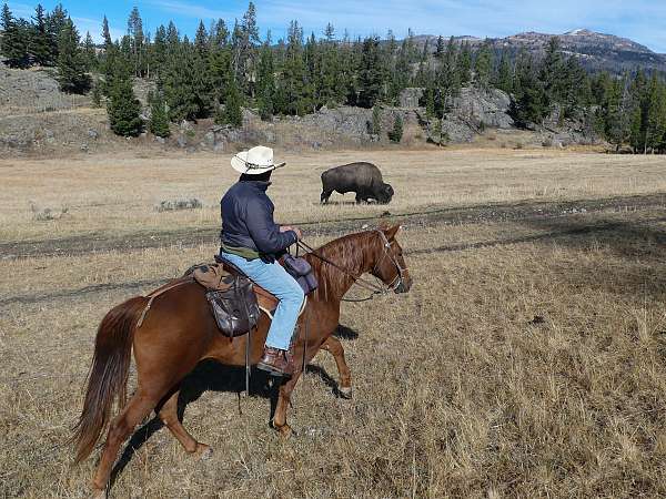 142h-missouri-fox-trotter-horse