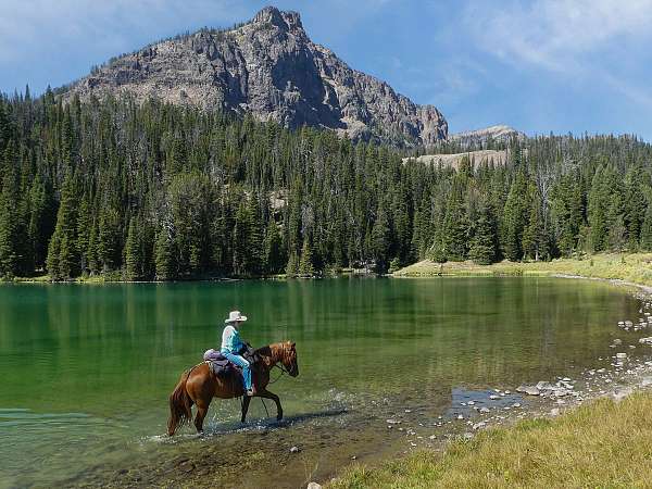 9-years-old-missouri-fox-trotter-horse