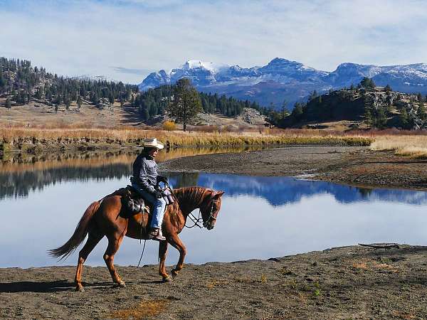 mountain-riding-missouri-fox-trotter-horse