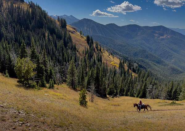 missouri-foxtrotter-fox-trotter-horse
