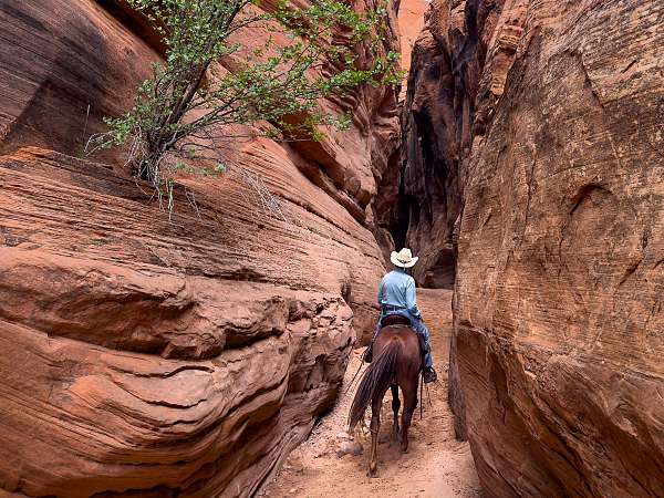 gelding-missouri-fox-trotter-horse
