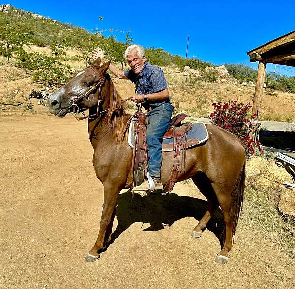 age-kentucky-mountain-horse
