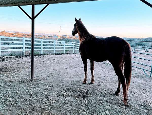 chestnut-white-star-on-forehead-horse