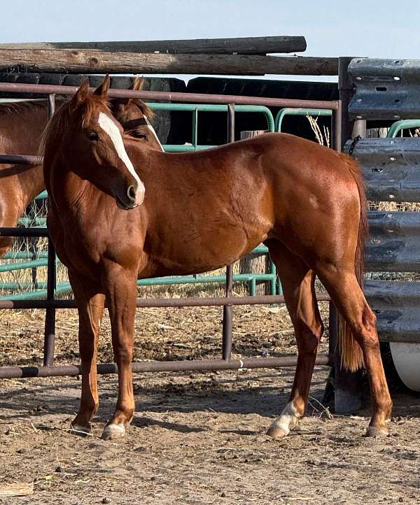 futurity-prospect-mare