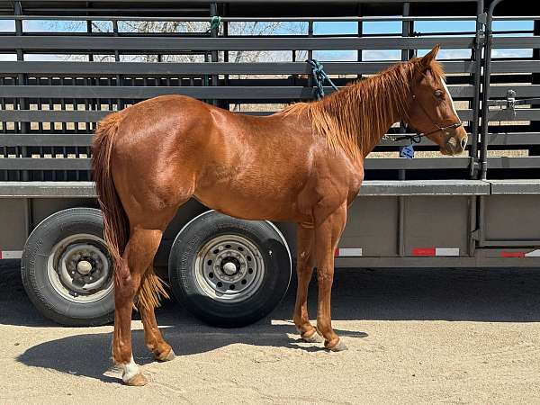 dual-rey-quarter-horse