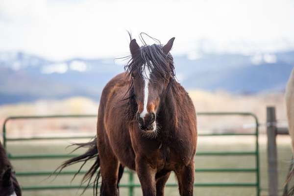 active-gypsy-vanner-horse