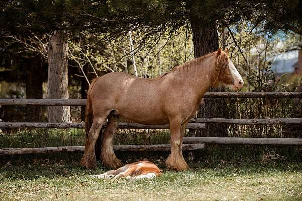 chestnut-roany-with-bald-face-high-white-socks-horse