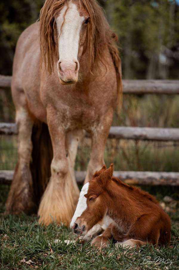 points-gypsy-vanner-horse