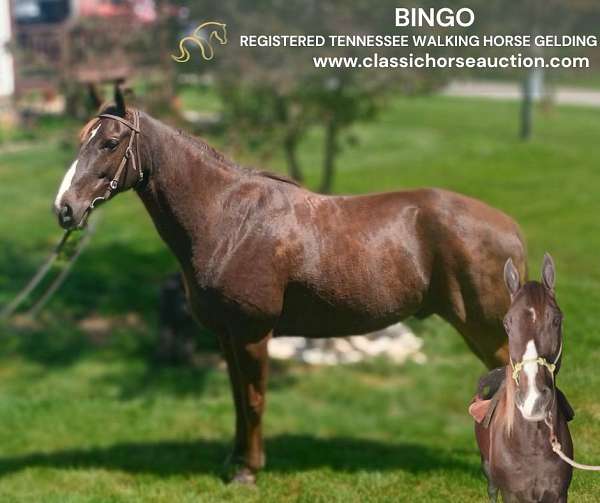 all-tennessee-walking-horse