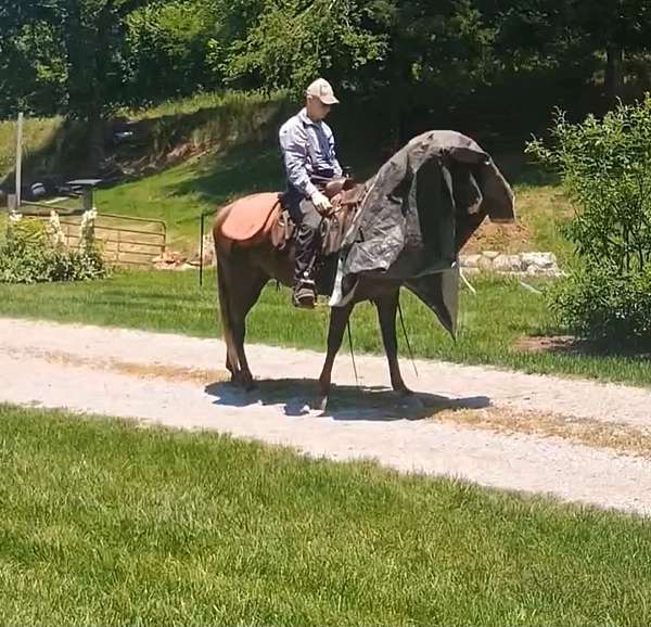 all-around-tennessee-walking-horse