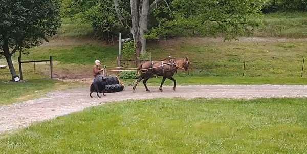 anyone-tennessee-walking-horse