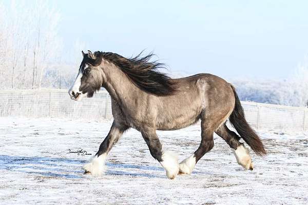 bay-gypsy-horse