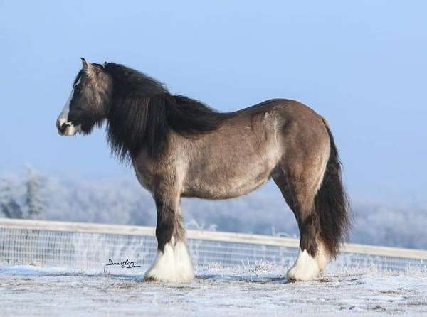 bay-gypsy-mare