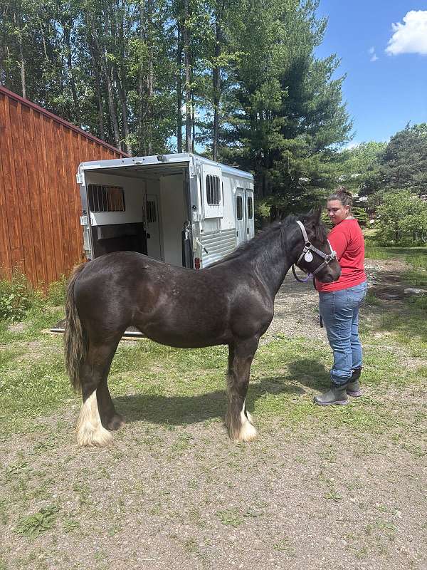 black-yearling-filly
