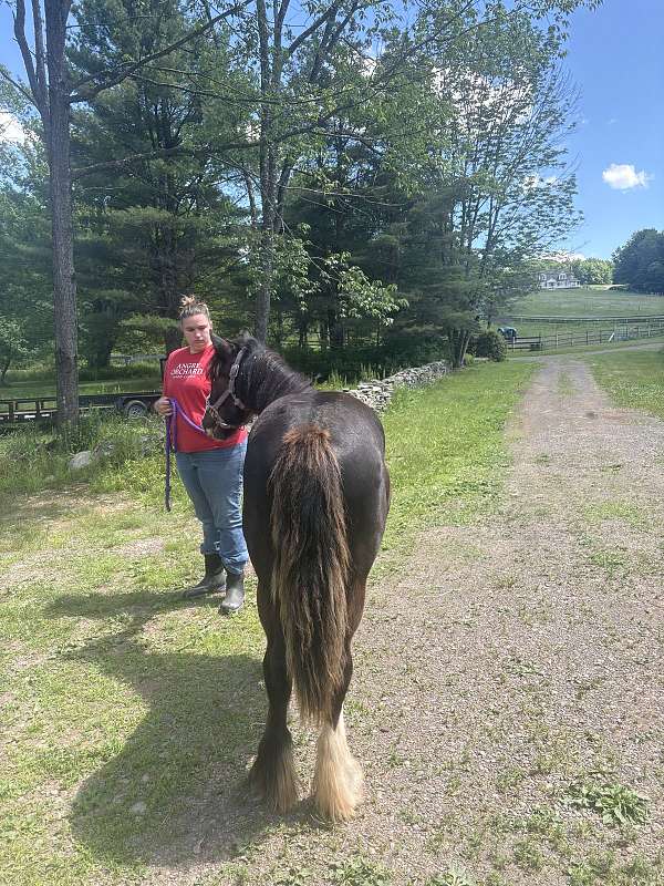 clips-filly