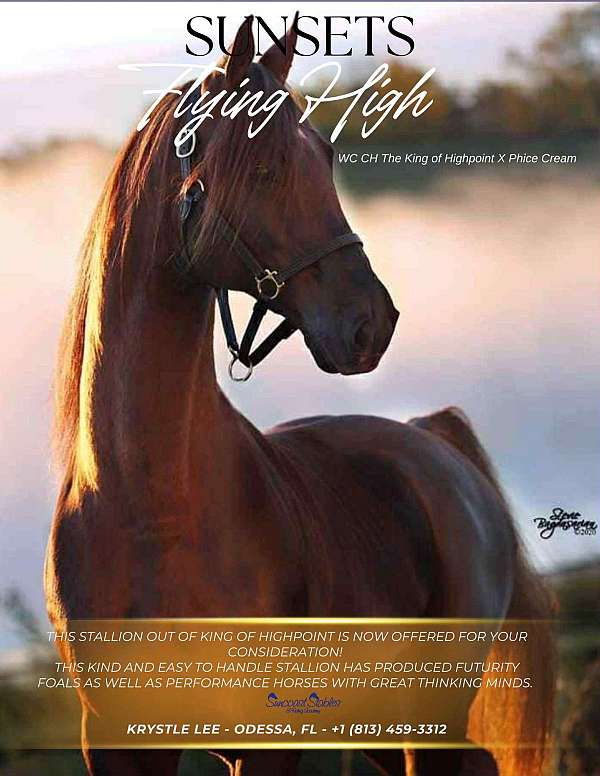 liver-chestnut-asha-horse