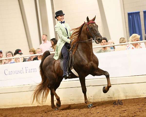 adults-saddlebred-horse