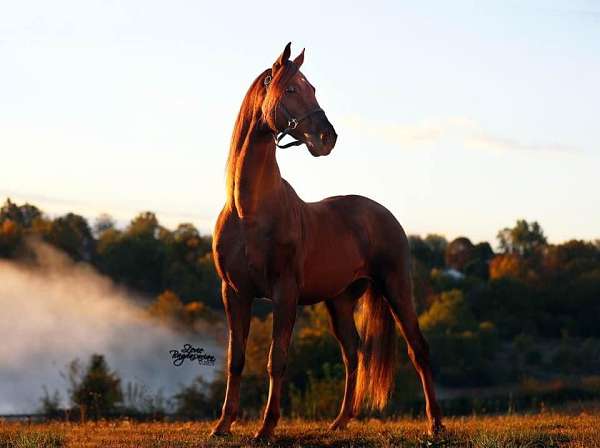built-saddlebred-horse