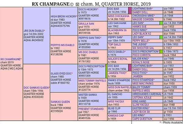 rodeo-queen-broodmare