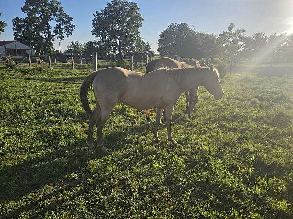 champagne-quarter-horse-broodmare