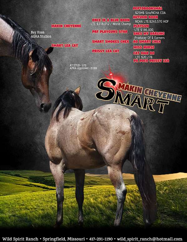 champagne-broodmare-for-sale