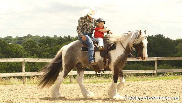 piebald-gcdha-gelding
