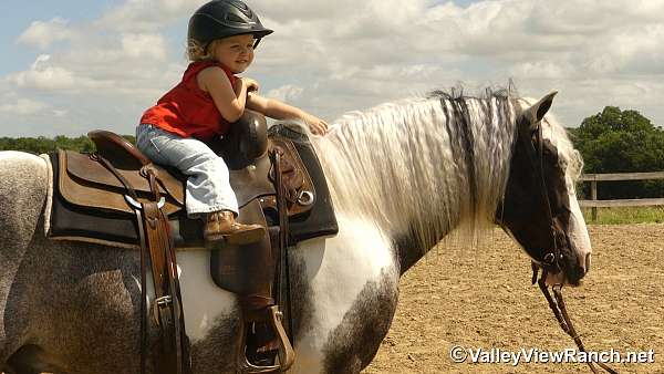 gcdha-gelding