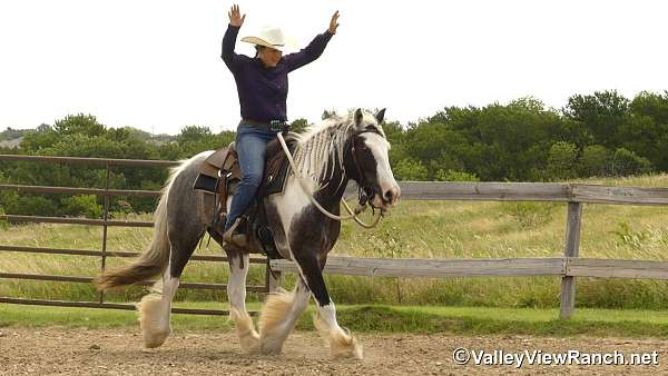 gcdha-gypsy-vanner-gelding
