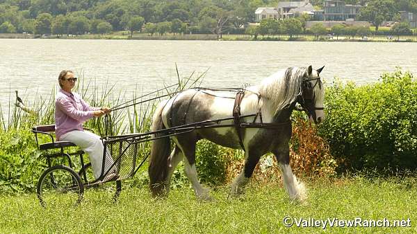 gcdha-gypsy-vanner-horse