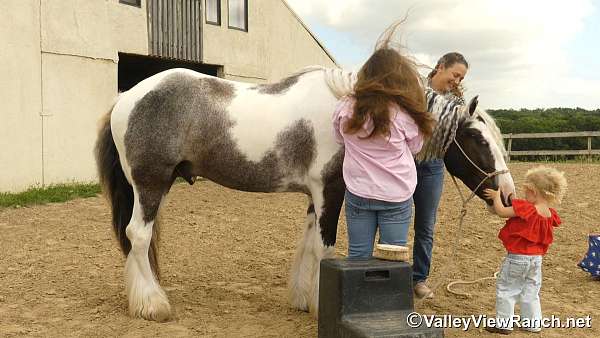 piebald-gcdha-horse
