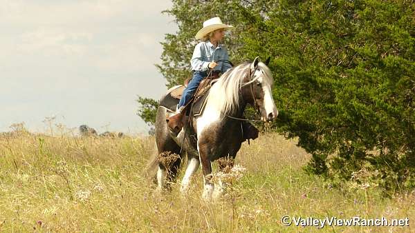 dressage-gypsy-vanner-horse