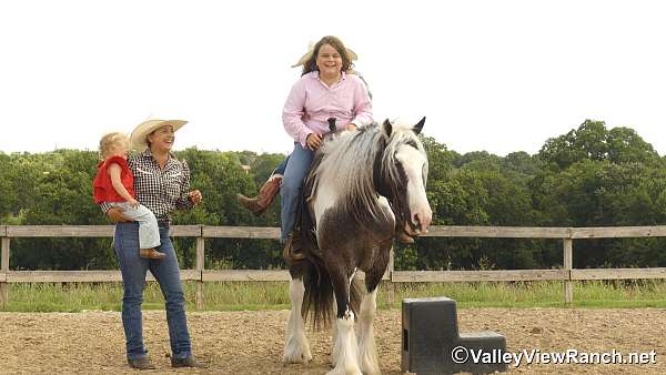 driving-gypsy-vanner-horse